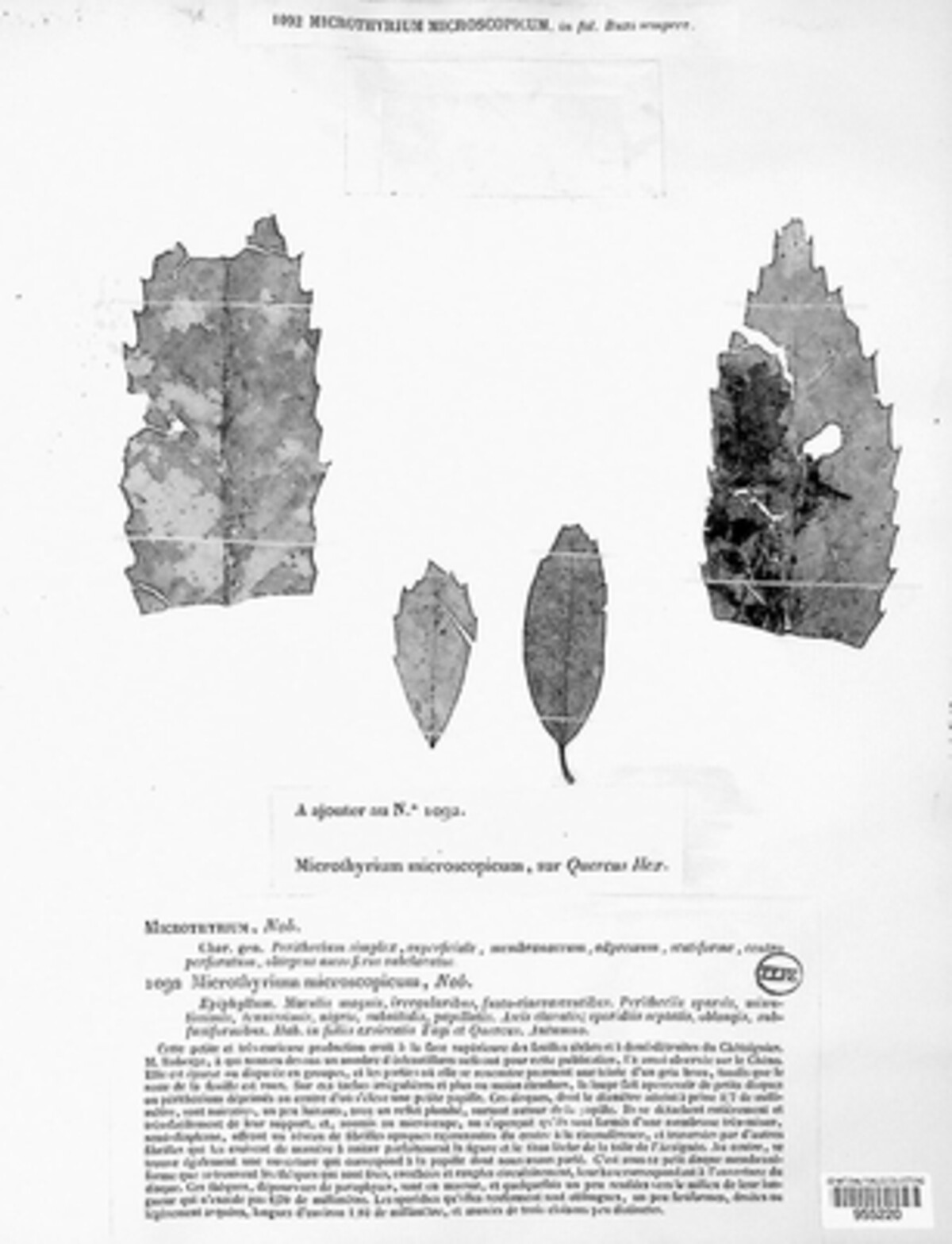 Microthyrium image